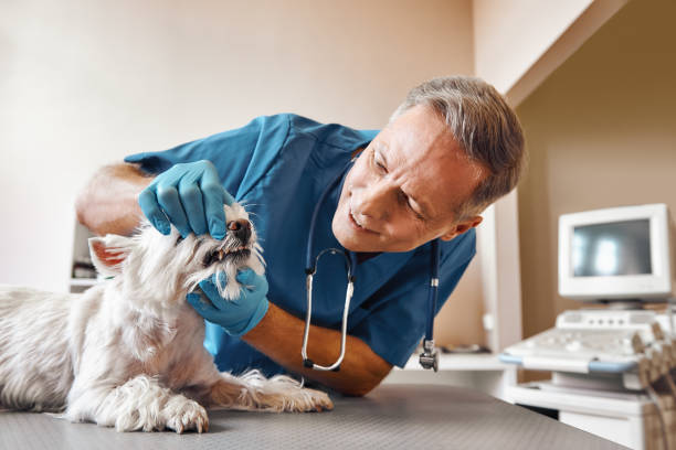 Best 24-Hour Emergency Dentist in Royal City, WA